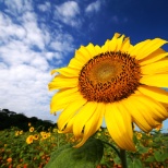 Sonnenblumen im Garten 2017