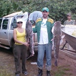 ESTUDOS DAS DESOVAS DOS PEIXES EM ÉPOCA DA PIRACEMA.